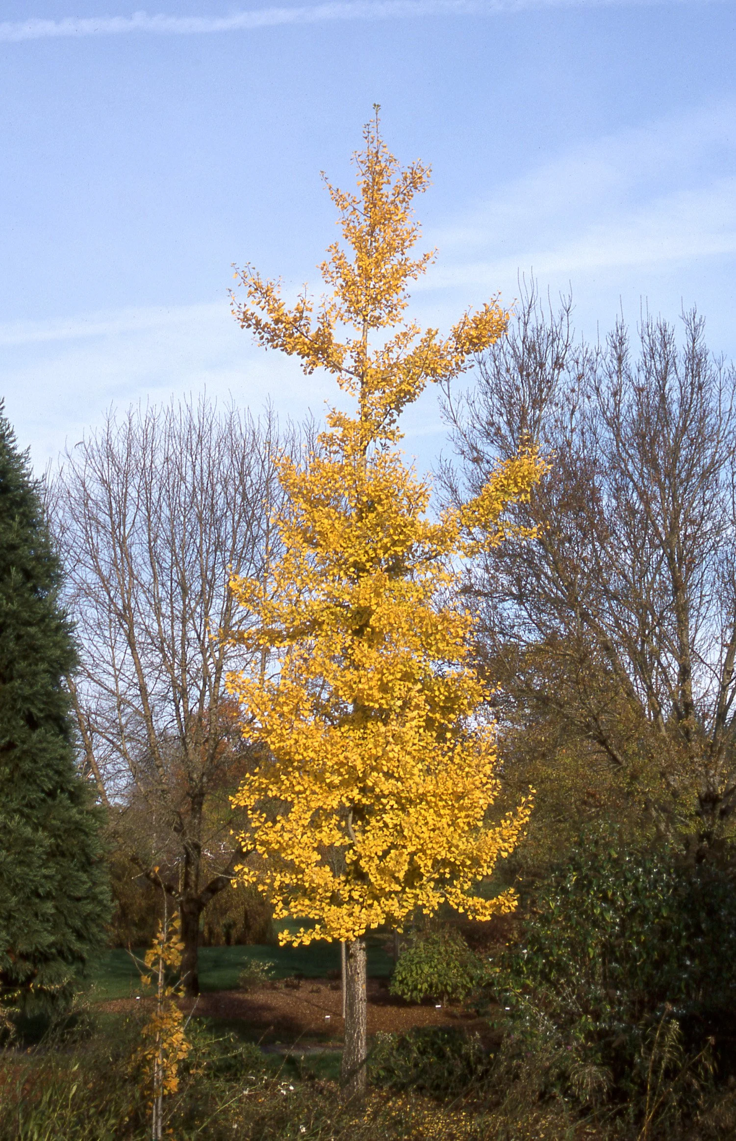 Ginkgo, Princeton Sentry — ZOLLINGER FRUIT & TREE FARM